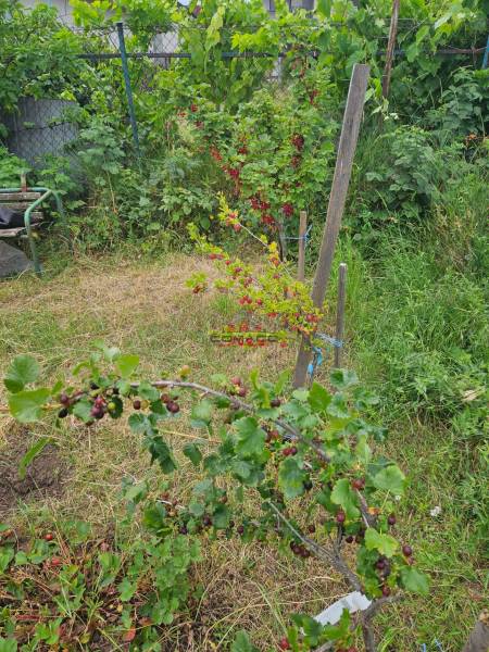Gardens on Sereďská Street in Trnava with fruit bushes and green vegetation.