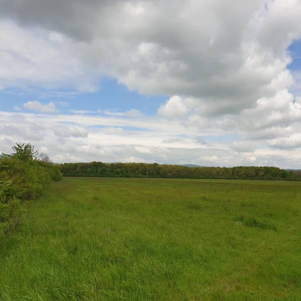 Vast agricultural and forest lands near Pezinok with an open sky and trees on the horizon.