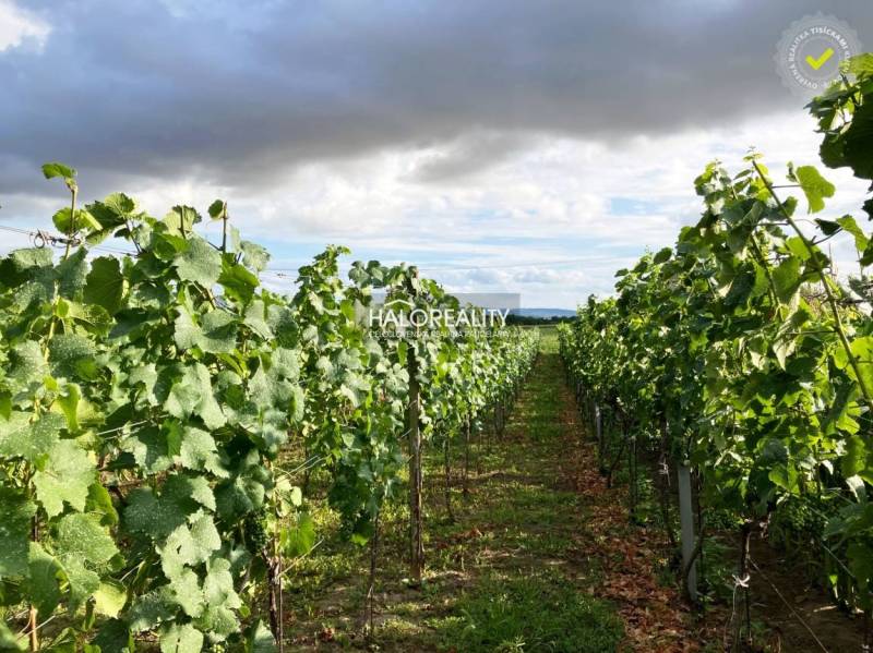 A vineyard near the cottage in Bátorové Kosihy with dense rows of green vines under a cloudy sky.