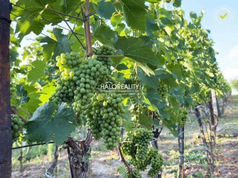 Vine with grapes in Bátorove Kosihy near the cottage in the vineyard.