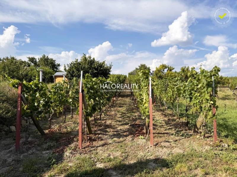 Vineyard near the cottage in Bátorové Kosihy with a blue sky and lush vines.