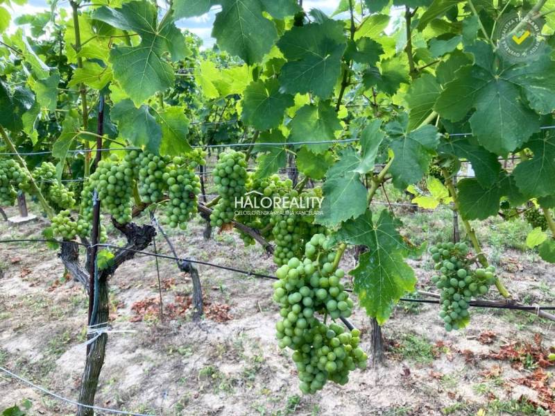 A vineyard in Bátorové Kosihy with rich clusters of green grapes.