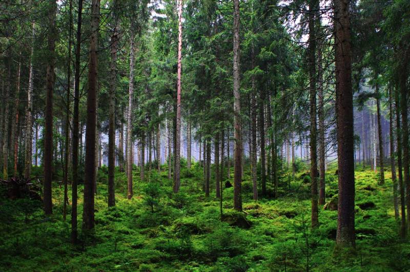 Forest stands in Kameňany, with lush greenery and dense trees on agricultural and forest lands.