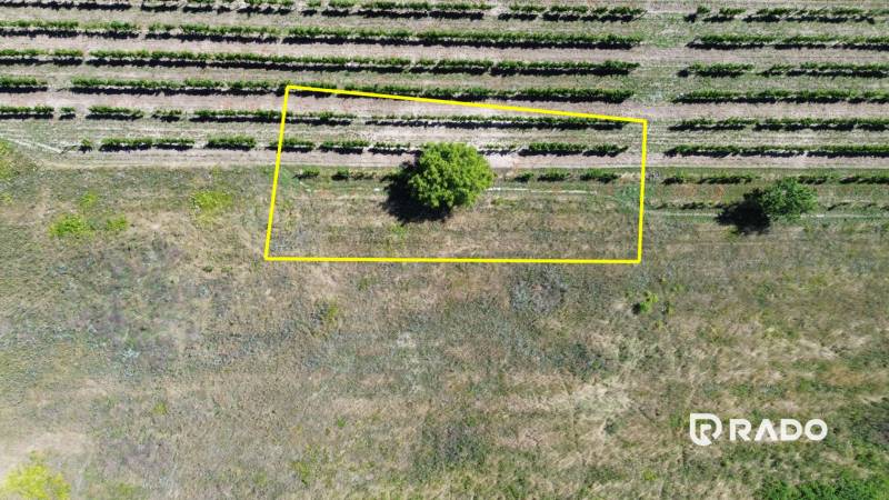 Land for living, vineyards, and a tree in Bratislava - Rača, viewed from above.