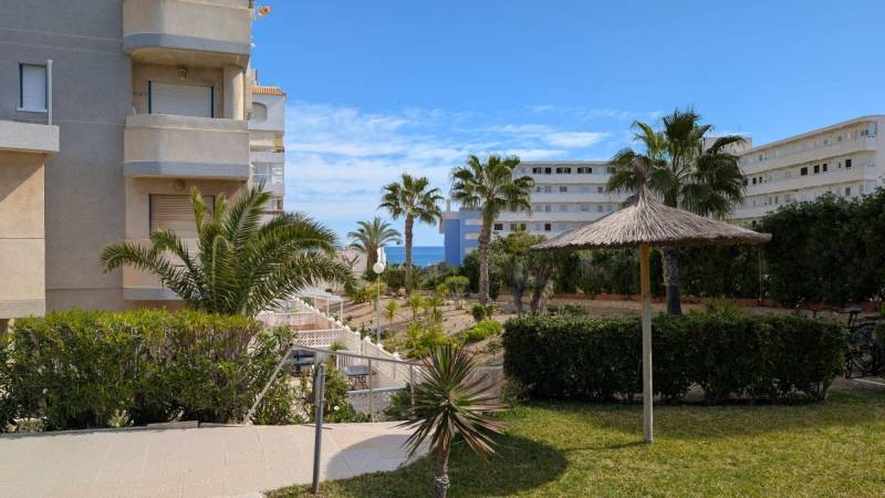 Studio apartment in Torrevieja on Aquiles Street with a view of palm trees by the sea.