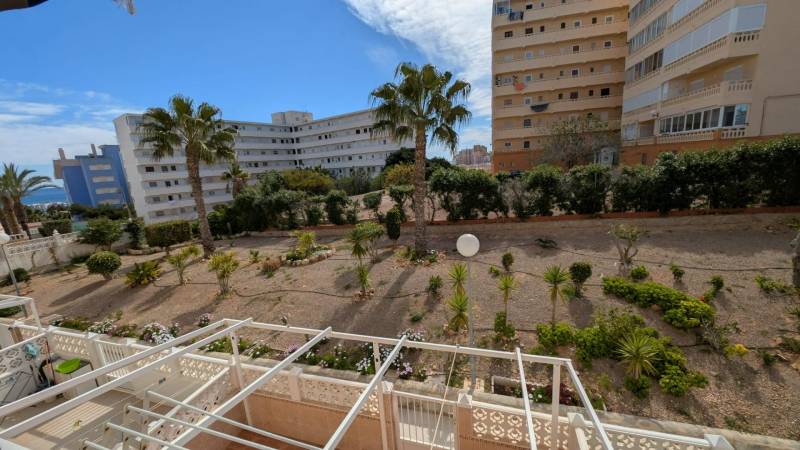 View from a studio apartment on Calle Aquiles in Torrevieja with palm trees and buildings.