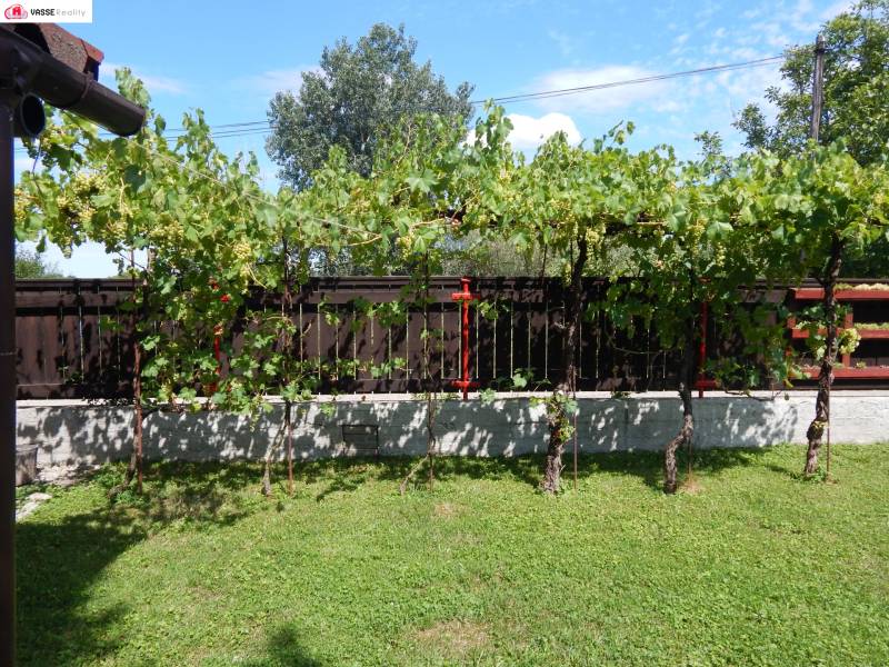 In the vineyard of the cottage in Klížska Nemá, vines with ripe grapes are growing.