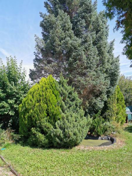 A beautiful garden with green shrubs and trees by a family house in Topoľčianky.
