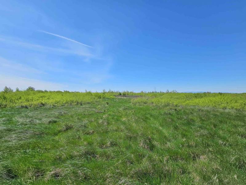 Green agricultural and forest lands in Zemplínske Kopčany with a clear blue sky.