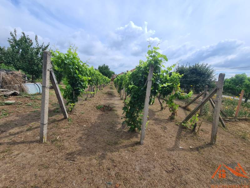 Vineyards in the gardens of Moča with rows of grapevines and concrete posts under a cloudy sky.