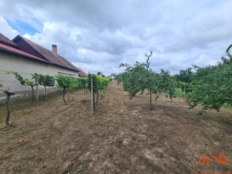 In the gardens in Moča, there are fruit trees and a vineyard with a residential house.