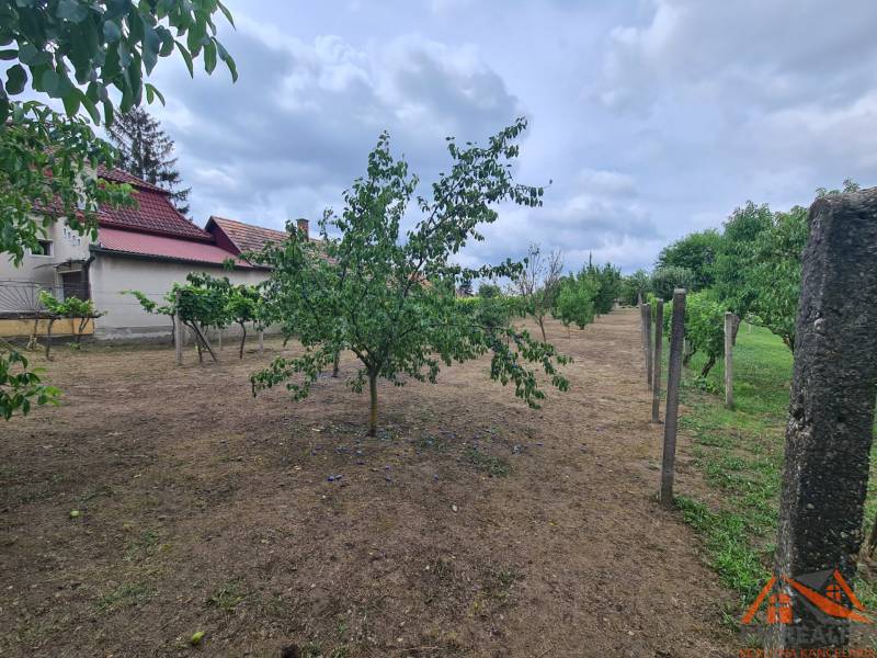A garden in Moča with fruit trees, buildings in the background, and a cloudy sky.