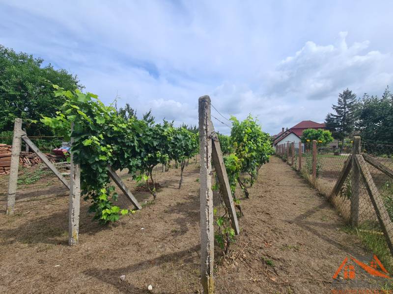 In the Gardens of Moče, there are vineyards with grapevines, fenced, and there are also houses.