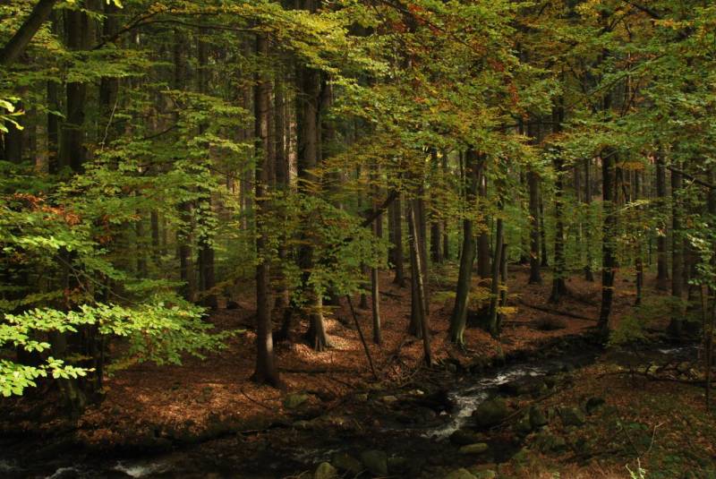 Forest landscape by the stream, Agricultural and forest land in Sučany, autumn.