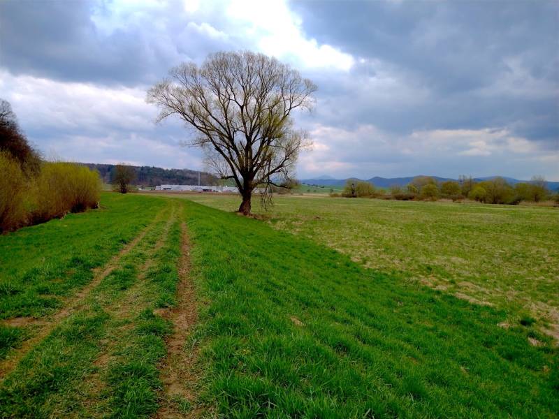 Landscape in Topoľovka, agricultural and forest land with a tree under a cloudy sky.