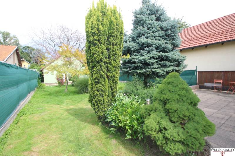 The garden of a family house in Bratislava-Ružinov on Nové Záhrady VII with coniferous trees.