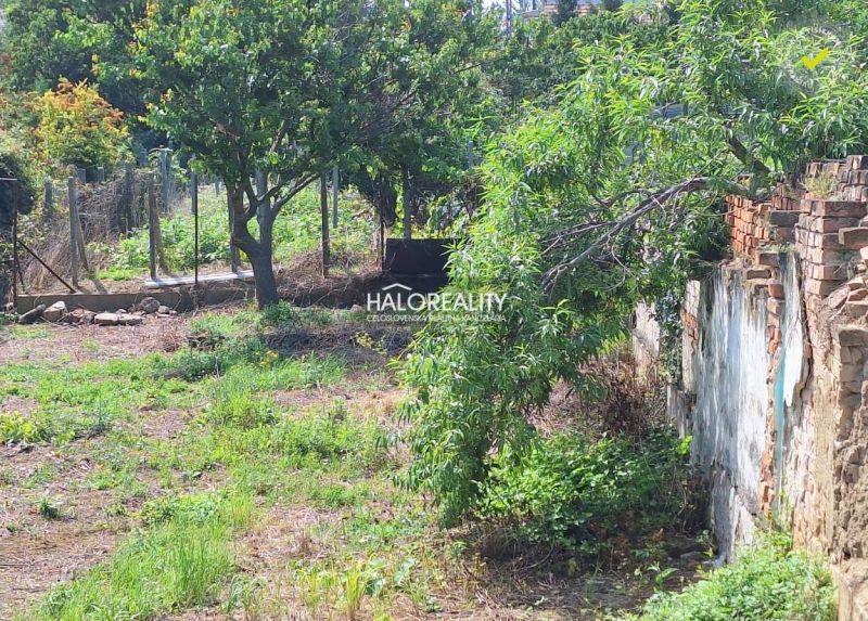 A residential plot in Dolné Orešany with fruit trees and an old wall.
