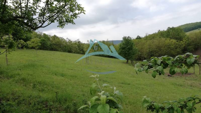 A vast green grassy plot with fruit trees surrounded by forest.