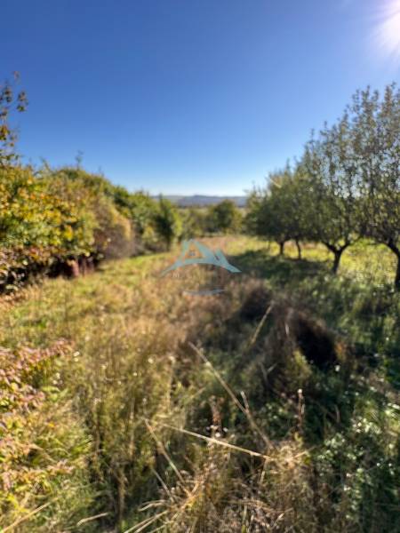 Veľké Turovce: A cottage in a natural setting, surrounded by trees and grass, under a blue sky.