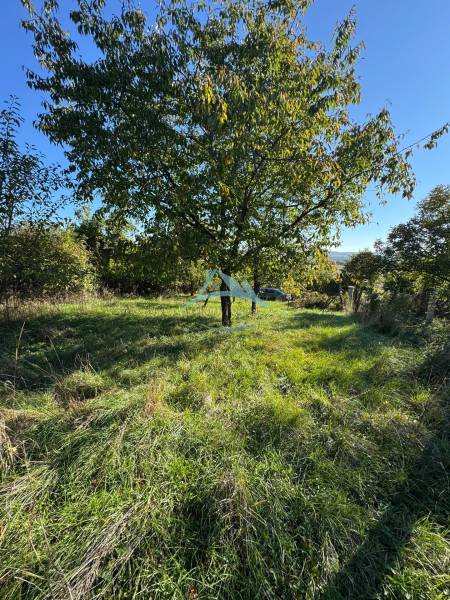 A grassy plot with a sprawling tree near a cottage in Veľké Turovce.