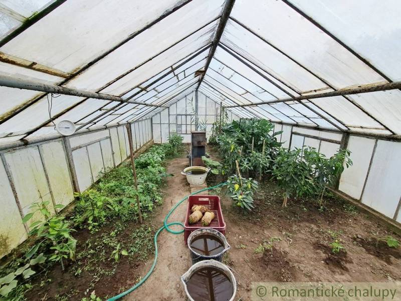 Greenhouse with plants, water buckets, and gardening tools in Ľudovítová.