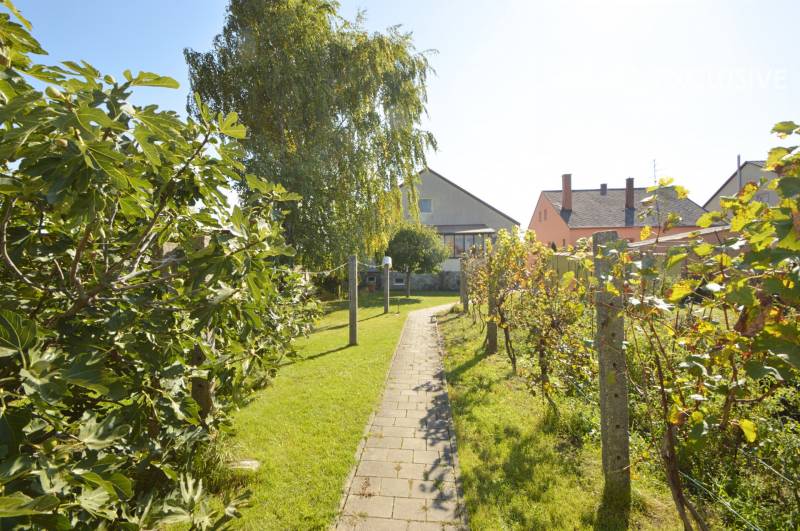 The garden of a family house in Hegyeshalom with a lawn, grapevines, and a pathway.