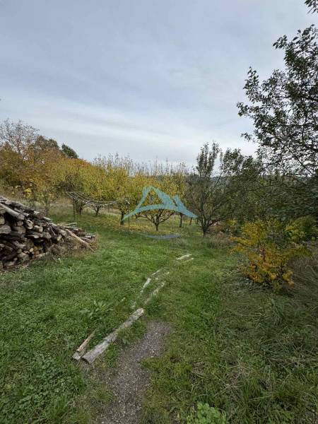 A garden by the cottage in Dolné Rykynčice with fruit trees and a pile of wood.