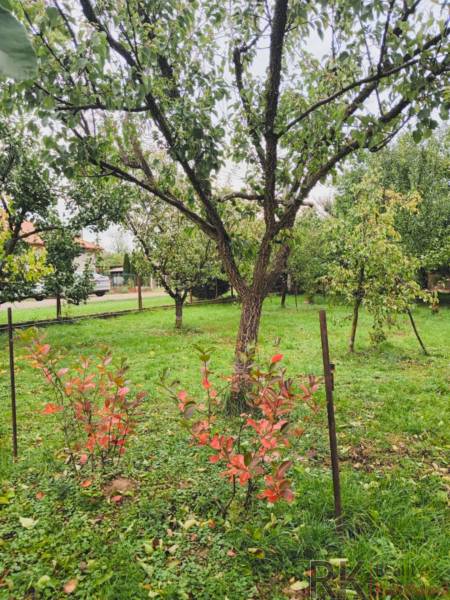 A garden with fruit trees in Göncruszka in the background with a fence. Plots - housing.