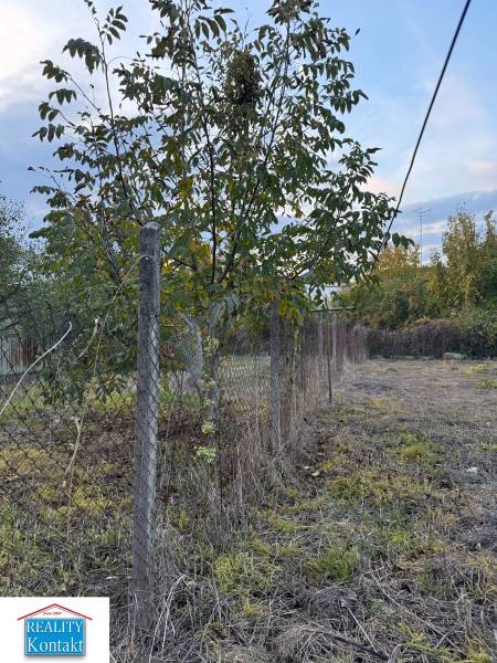 A fence and a tree in the garden of a family house in the center of the village Veľké Lovce.