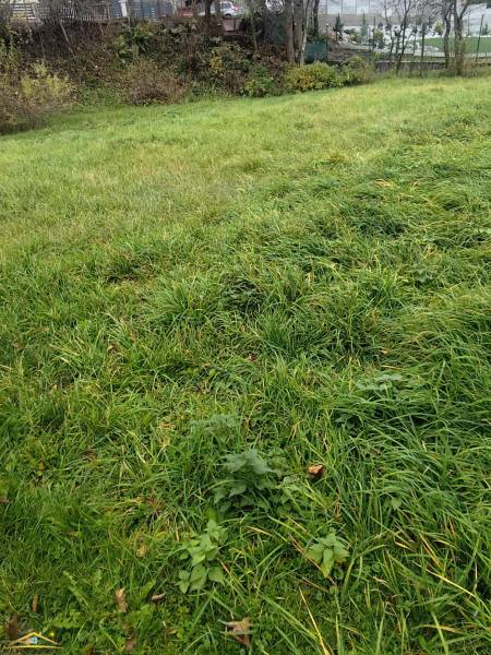 The greenery on the property in Oščadnica is ideal for residential land.