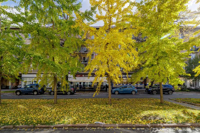 Autumn trees on Košická Street in Bratislava - Ružinov decorate 2-room apartments.