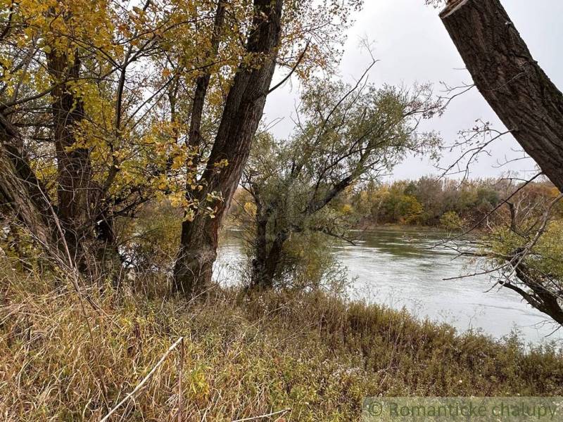 Autumn trees by the river with leaves in Zemné behind the family house.