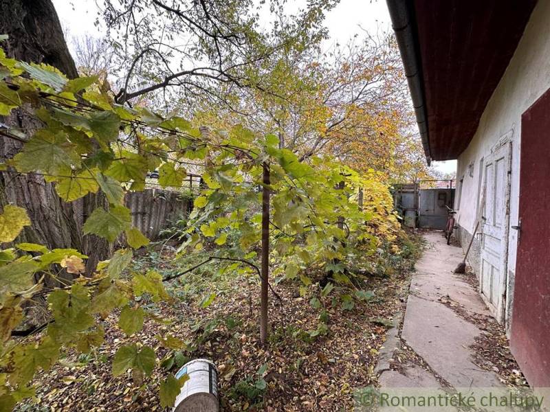 A family house in Zemné with a garden, vineyard, and walkway, surrounded by autumn trees.