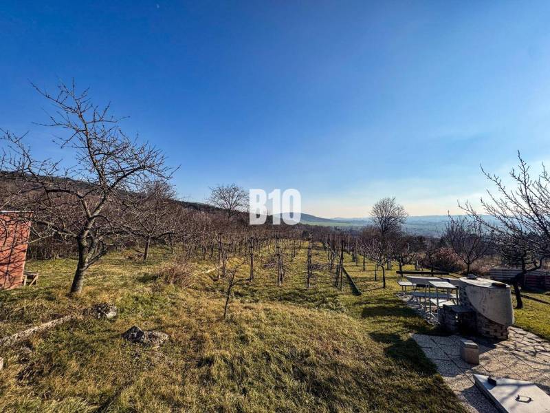 Fruit trees and a vineyard in the gardens of the city of Nitra on a clear day.