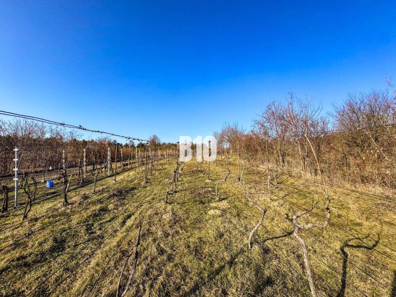 Vineyards in Záhrady in Nitra with a clear blue sky, rows of grapevines.