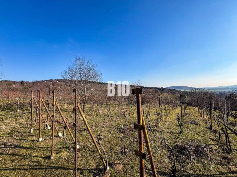 Vineyard in the gardens of Nitra with a view of the surrounding landscape and blue sky.