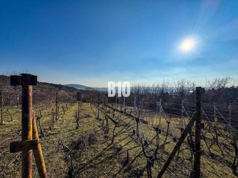 Vineyards in the gardens of Nitra under a clear sunny sky and hilly background.