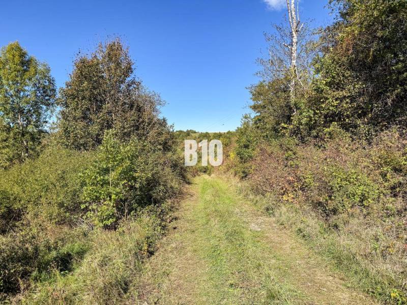 A cottage in Lackov surrounded by nature and a green path leading to the forest.