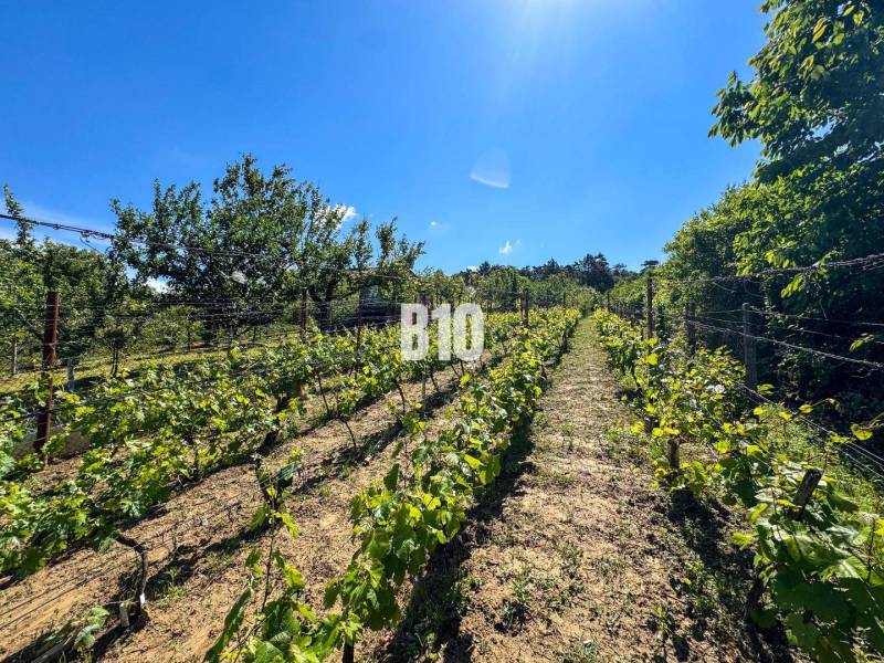 Vineyards in Nitra with a clear blue sky and green vines.