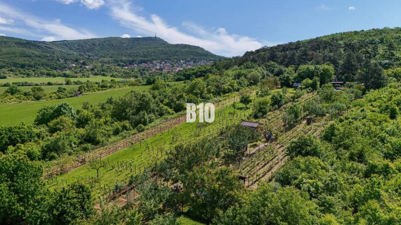 Vineyards in Nitra surrounded by nature with a view of green fields and hills.