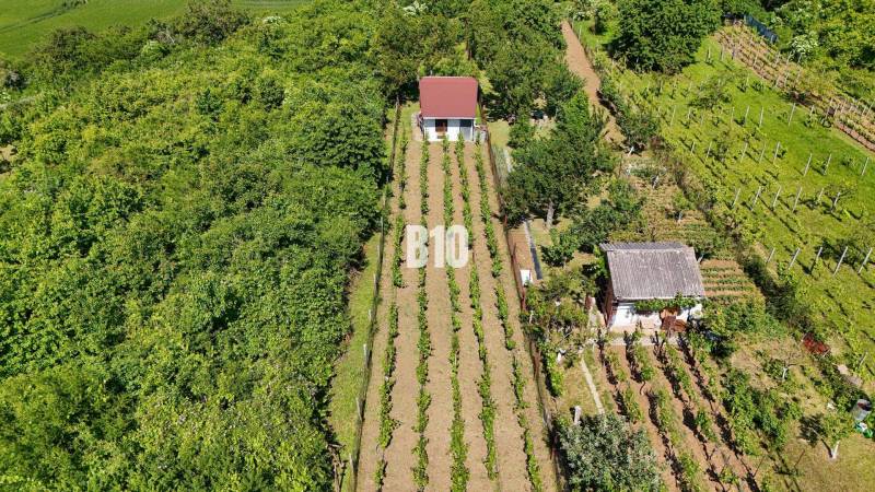 Vineyards in Nitra with two houses surrounded by lush greenery and regular rows of vines.