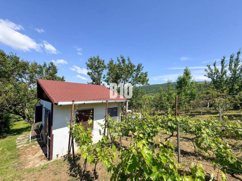 A small house surrounded by vineyards in Nitra under a blue sky.