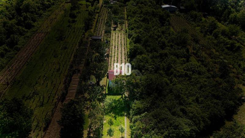 Vineyards near Nitra surrounded by greenery with a small building on the property.