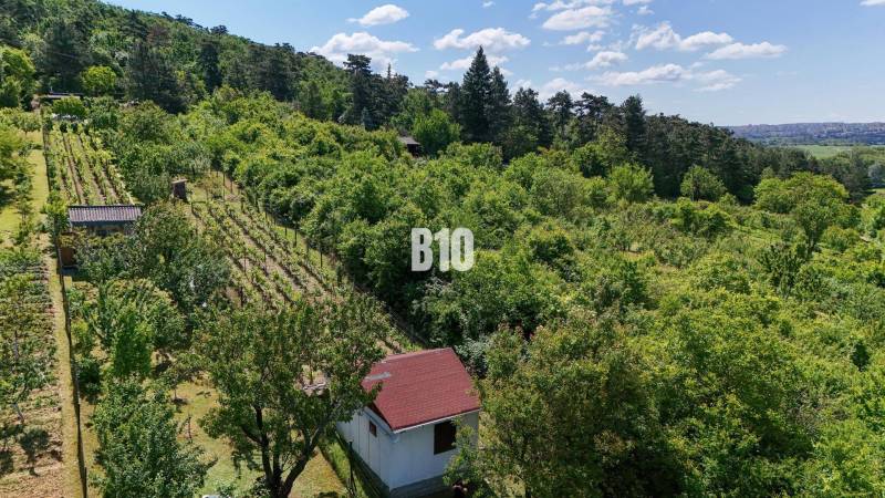 Vineyards around Nitra surrounded by green forests and a small garden cottage.
