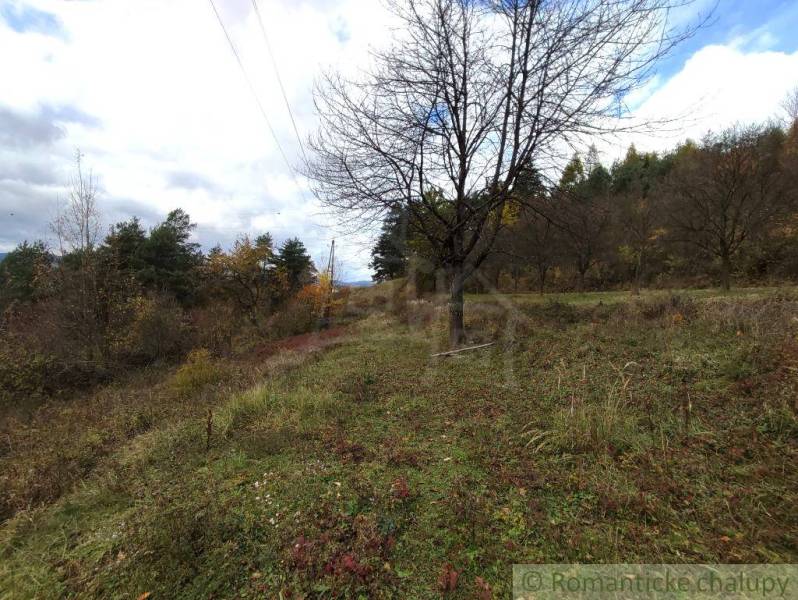Autumn in the natural garden in Hlboké nad Váhom, with diverse trees and grass.