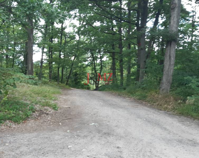 A forest road on the Recreational Grounds in Horné Jabloňovce, surrounded by dense trees.