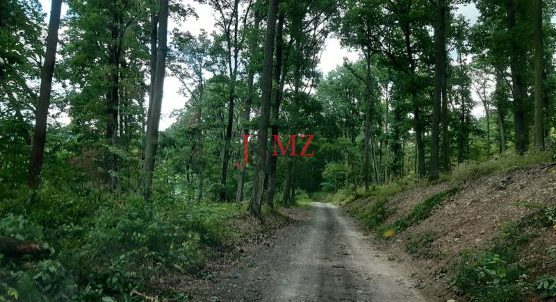 Forest road in Recreational Grounds on Horné Jabloňovce Street in Jabloňovce, surrounded by trees.