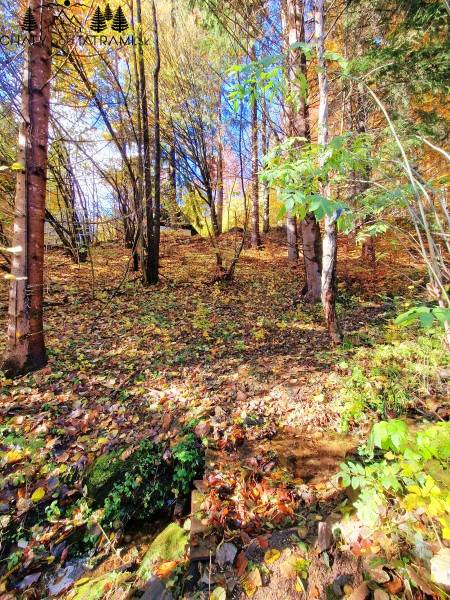 Autumn forest view around the Cottage in Bystrá at Tále.