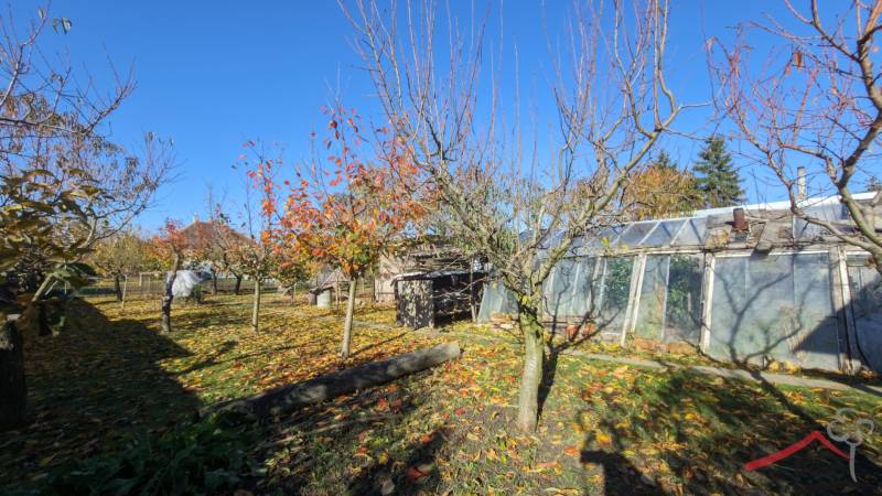 A garden in a family house in Vráble with fruit trees and greenhouses in the autumn season.