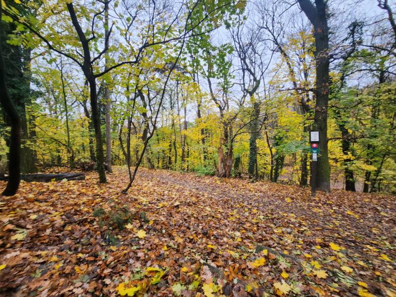 Autumn forest in Bratislava - Staré Mesto with colorful leaves on the ground and a tourist sign.
